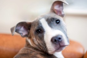 Adorable 4 month old brindle Staffordshire Bull Terrier Bitch (female) laying on a leather armchair at home.