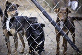 Three dogs behind the bars of the shelter.