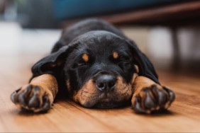 Rottweiler Puppy, 2 months old, 9 weeks