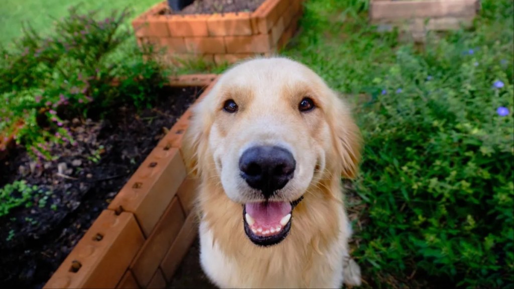 A Golden Retriever looking at the camera, similar to the guide dog who has sired 300 puppies.