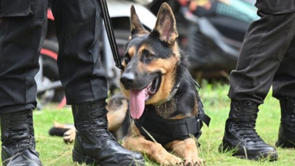 Police dog lying next to their handler with tongue out, like the Kansas police dog killed by a suspect