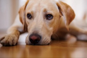 Close-up view of a Labrador Retriever dog lying on the floor.