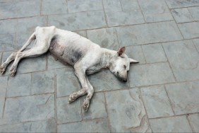 A skinny dog laying down on the ground.