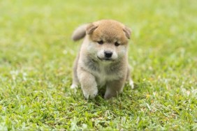 Puppy Shiba inu running in the grass. Japanese dog of japanese breed inu running fast in a green field. Beautiful Red baby Shiba Inu Dog Outdoor.