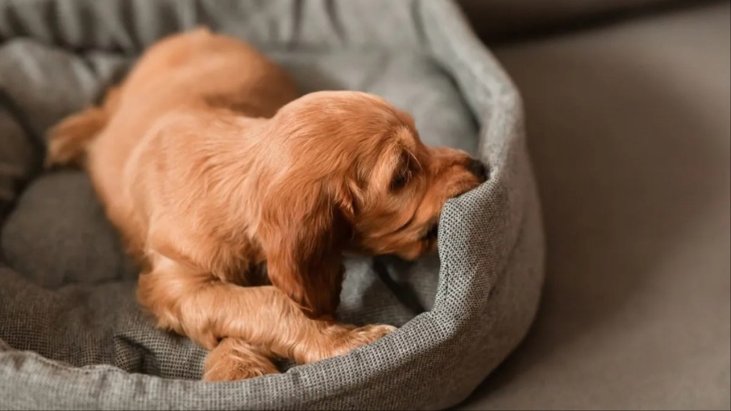 A dog in bed; why do dogs dig in bed?