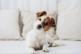 A dog sitting on the sofa and tilting their head.