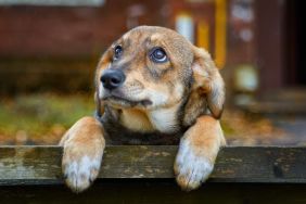 A homeless brown puppy with sad puppy dog eyes on bench on the street