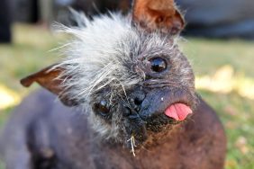 Mr. Happy Face, a 17-year-old Chinese Crested, titled World's Ugliest Dog in 2022.