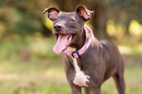 Pitbull mix dog enjoying a sunny day at the park