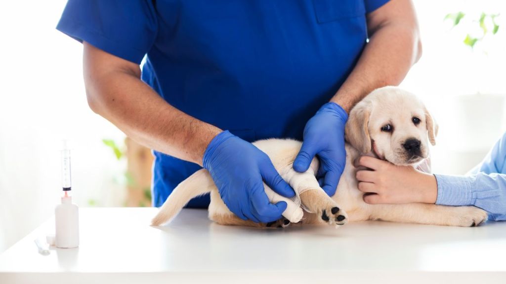 Puppy at veterinarian office getting bandaged