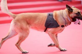 A German Shepherd walks the red carpet during the 75th annual Cannes film festival on May 23, 2022 in Cannes, France.