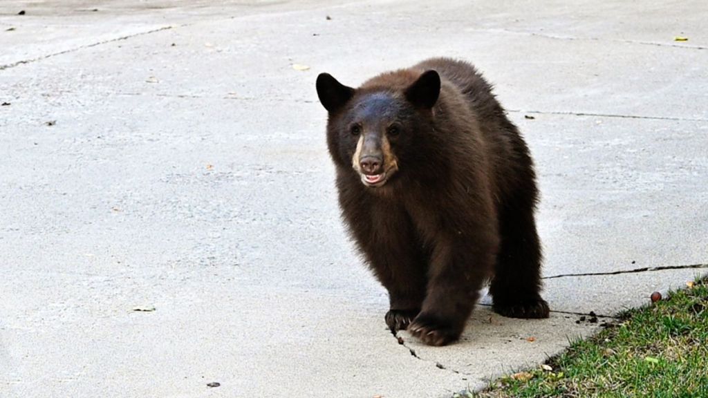 Young brown/black bear walking on the driveway.