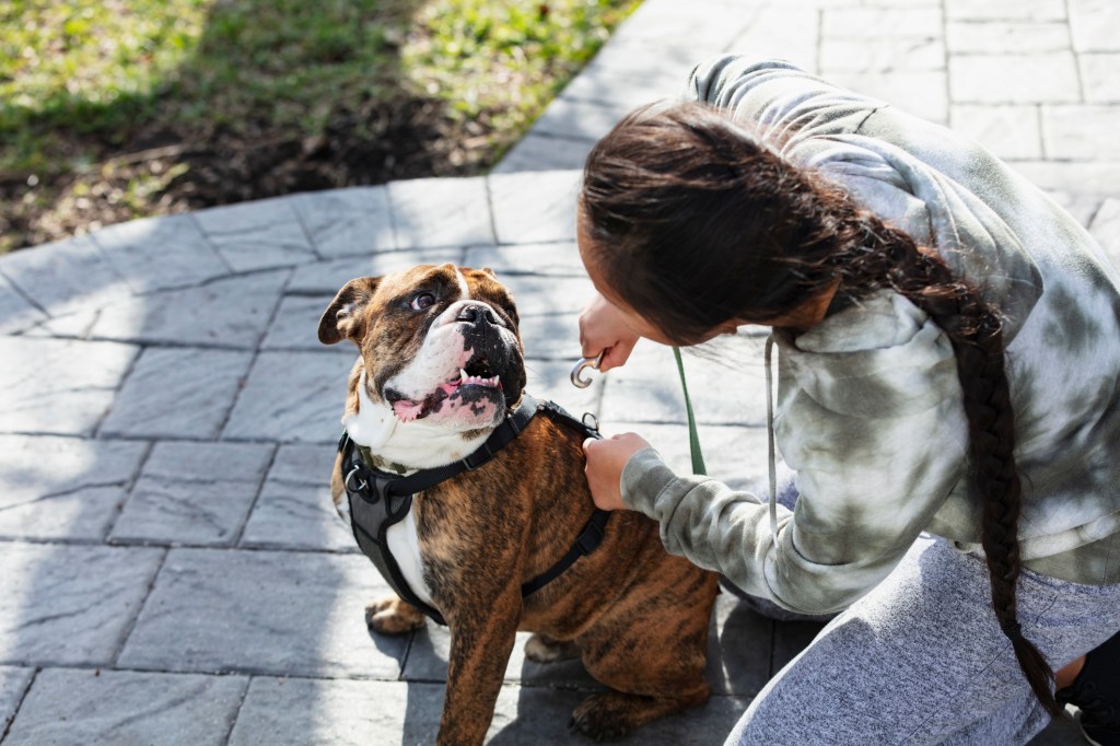 Parent secures her dog's harness. 