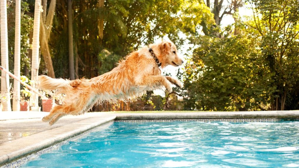 Dog jumping into pool