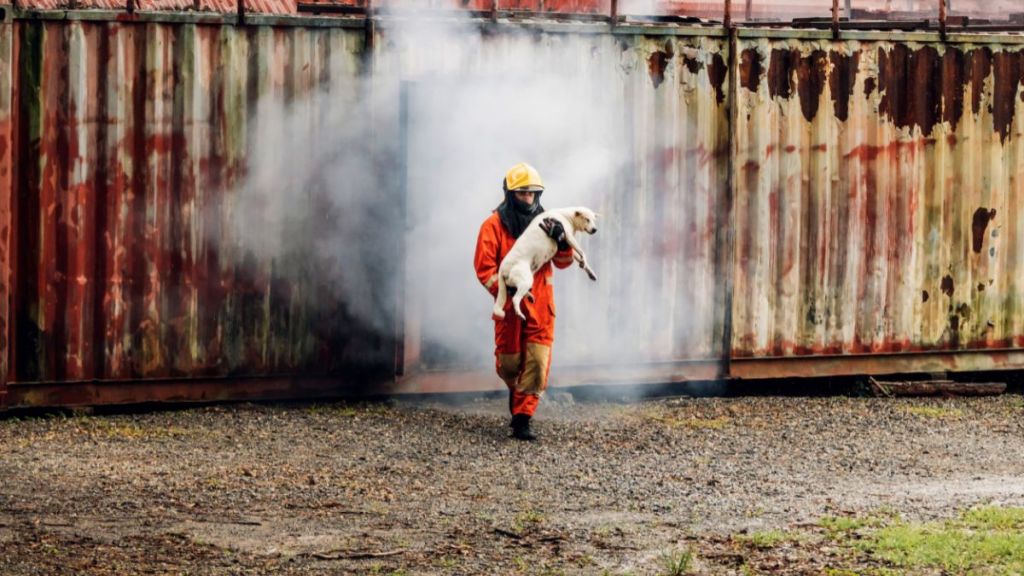 Firefighter to save dog in fire and smoke. Rescue Team or Firefighters save lives dog from fire. Firefighter or Emergency team rescue saving life animal from fire