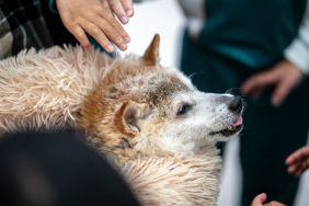 This picture shows shiba inu dog Kabosu, best known as the logo of cryptocurrency Dogecoin. Her fluffy face now frail, Kabosu still flashes the enigmatic smile that made her the go-to meme dog for millennials and inspired a $23 billion cryptocurrency beloved by Elon Musk.