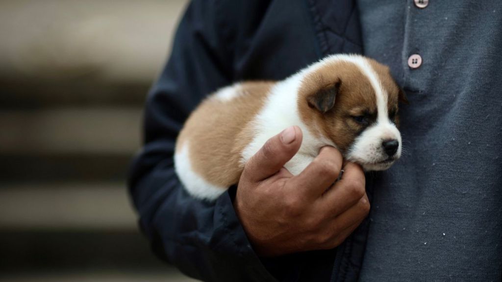 A flood evacuee holds a puppy in a shelter set up in a state gymnasium in Porto Alegre, Rio Grande do Sul state, Brazil, on May 4, 2024.