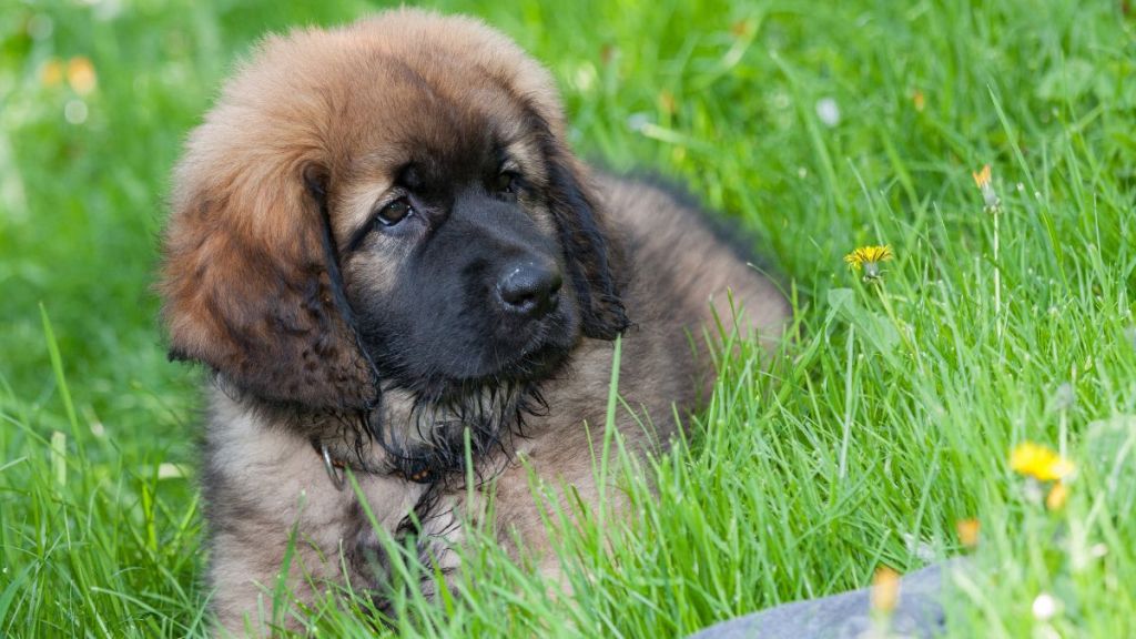 A Saint Bernard-Rottweiler mix puppy lying on grass looking adorable.