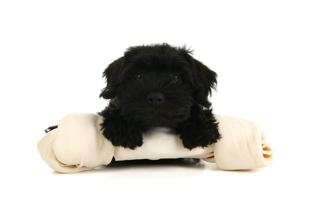 Schnoodle puppy sitting on an oversized dog bone.