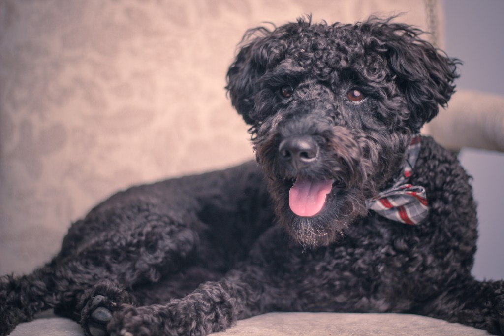 Schnoodle sitting on a chair.