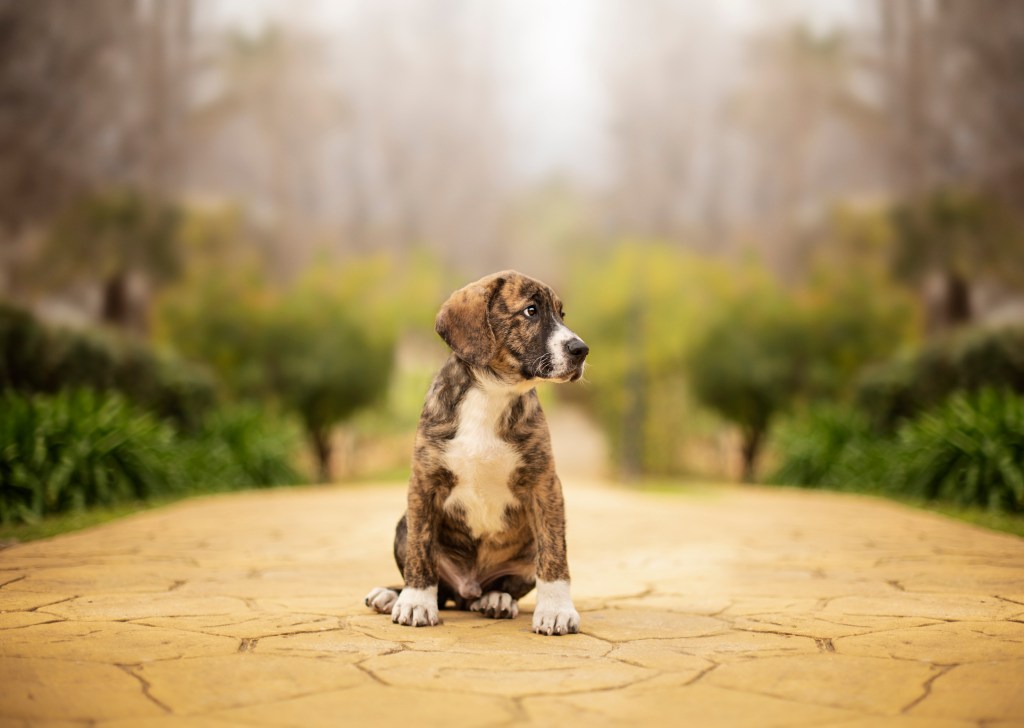 Cute brindle Great Dane puppy sitting on a yellow path in a park.