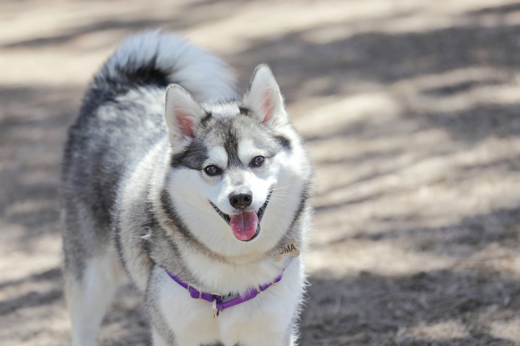 Smiling Alaskan Klee Kai at a dog park.