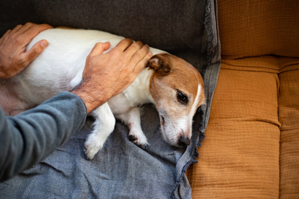 Man petting his dog diagnosed with a heart murmur.