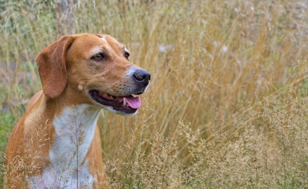 Close-up of English Foxhound on field.