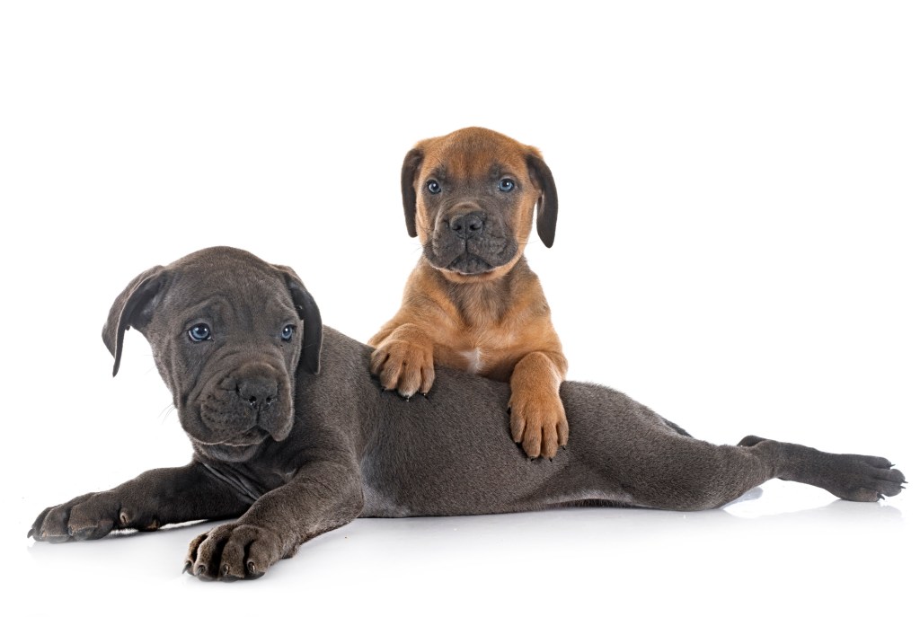 Two puppies of Italian Mastiff in front of white background.