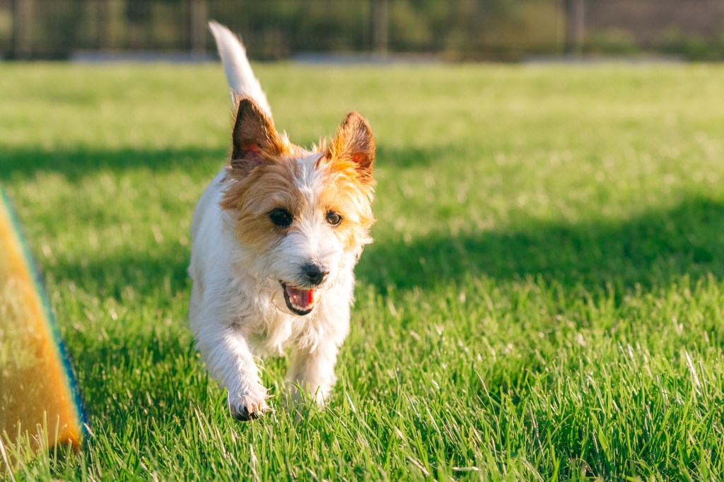 Playful Jack Russell Terrier dog getting the zoomies outside after a walk.