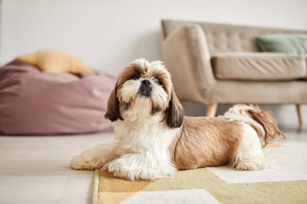 Cute Shih Tzu dog at home.