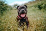 Staffordshire Bull Terrier sticking out tongue while being playful — one of the pros of the breed —on grassy field.