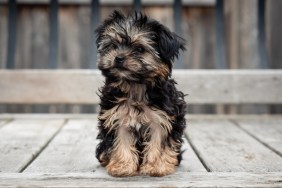 Cute teacup puppy sitting outside on a wooden deck.