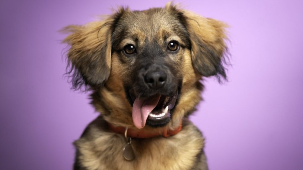 Studio portrait of a happy dog sitting on a purple background.