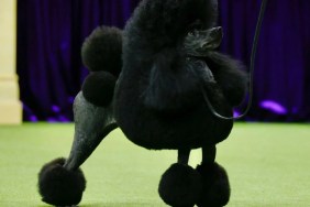 Sage, a Miniature Poodle from Houston, Texas, stands before winning the Best in Show group during the Annual Westminster Kennel Club Dog Show at Arthur Ashe Stadium in Queens, New York, on May 14, 2024.