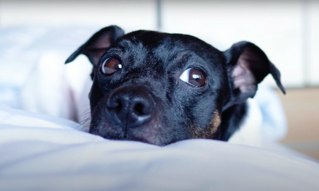 A sweet looking Japanese Terrier with big brown eyes looking sideways while lying on the bed.