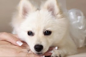 Pomeranian dog in hands of her owner in wedding.