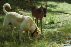 Dog sniffing grass next to deer.