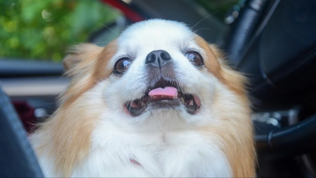 White Chihuahua dog in car similar to the abandoned pup who was rescued by firefighters.