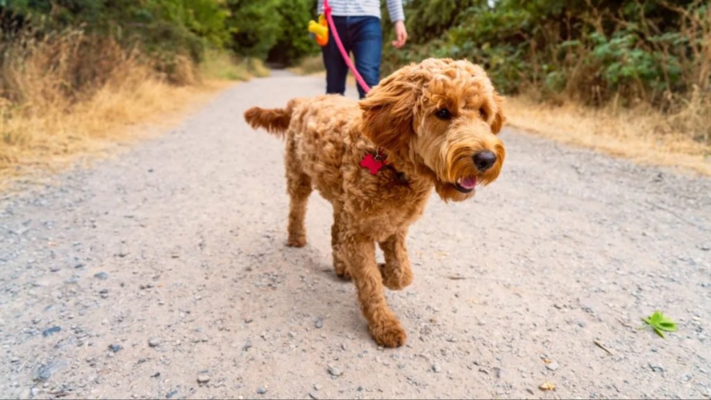 Low angle view of a teenage boy walking a Golden Doodle dog along a path in a park.