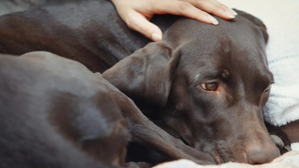 Woman pampering her sick pet.