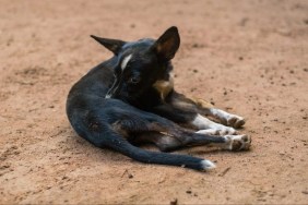 Riberalta, Bolivia. Dog Made Scratching on the Ground