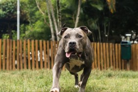 Blue nose Pit Bull in the park.