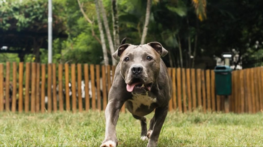 Blue nose Pit Bull in the park.