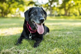 A senior Labrador Retriever dog lies down in grass in a park outdoors.