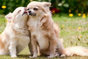 Long hair chihuahua giving another chihuahua some loving licks.