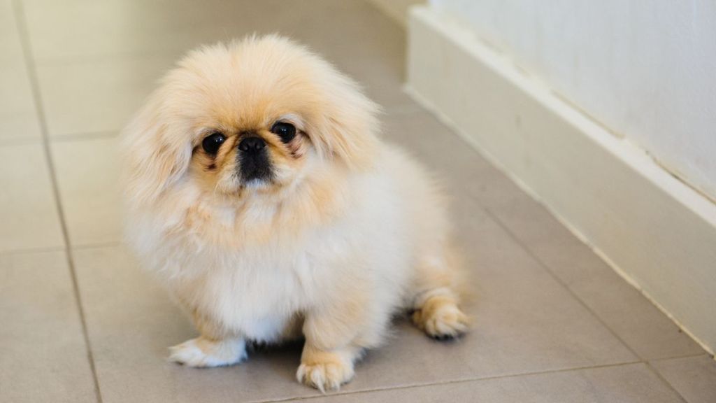 Tiny white Pekingese puppy sitting on the floor.