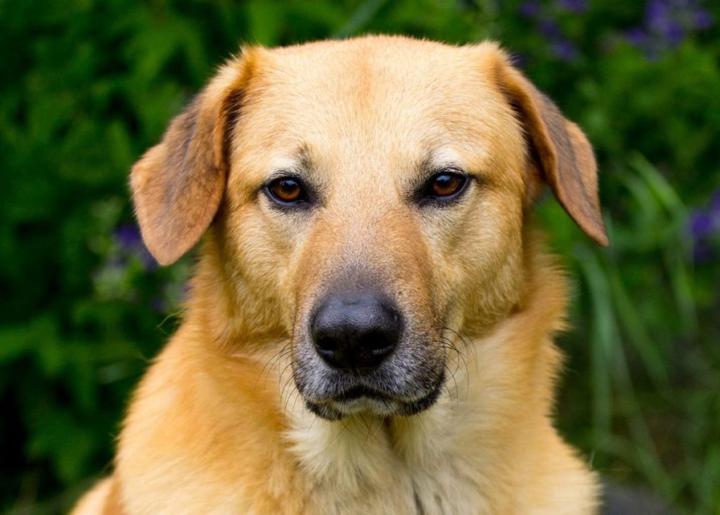 Chinook dog