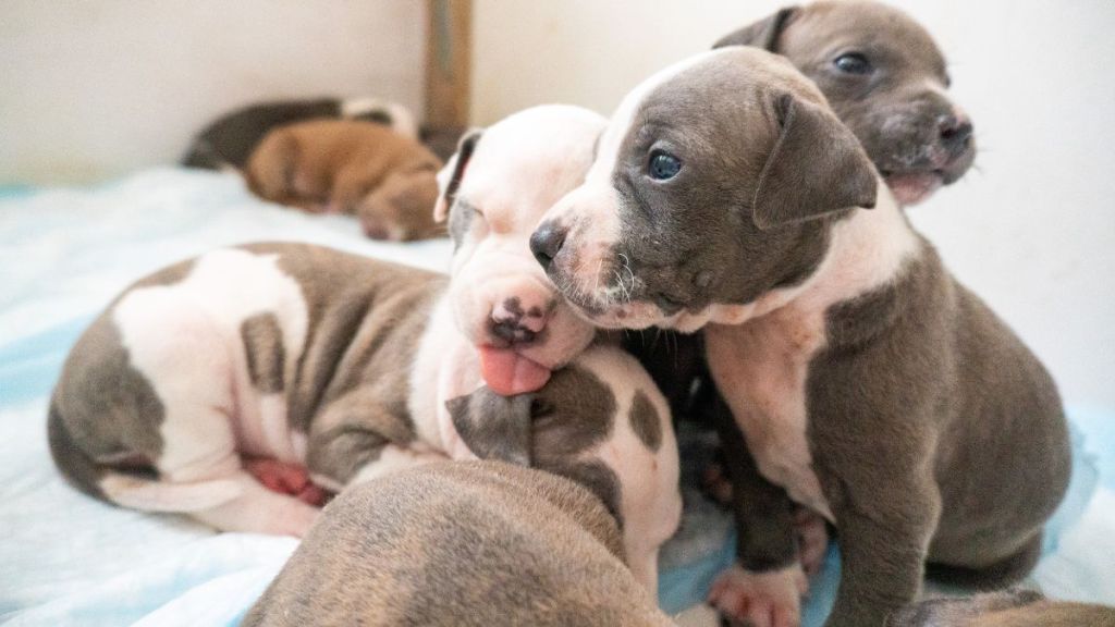 Several Pitbull puppies, similar to the ones rescued from a hot, urine-soaked bag in New York City.