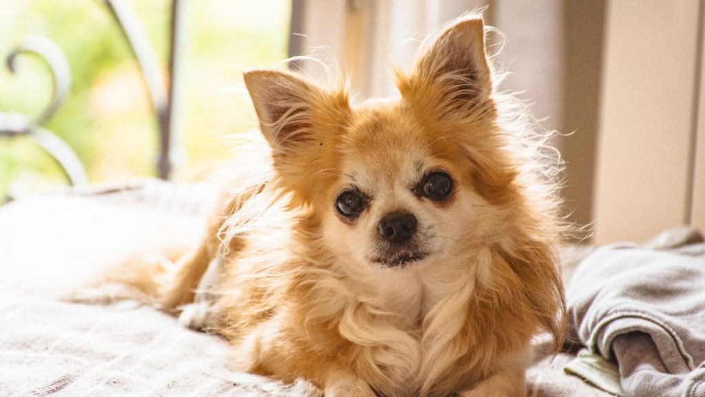 Chihuahua dog, similar to the one who went missing from a vet and boarding facility in Last Vegas, Nevada, relaxing at home.